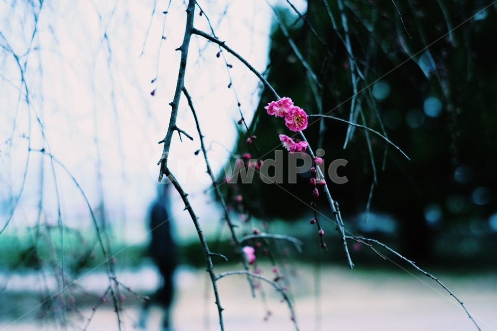 매화,운치,봄,홍매화,꽃,개화,spring,blossom,flower