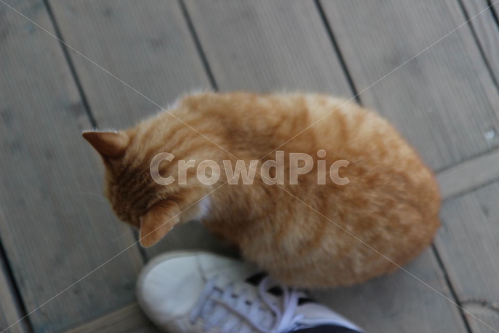귀여운,고양이,애교,사철,운동,동물,animal,포유류,mammal,고양이,cat,kitten,kitty