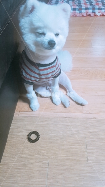 포메라니안,졸린강아지,머리끈,관심,제로,앉아서자기,강아지미용,부추컷,동물,animal,포유류,mammal,개,강아지,dog,doggy