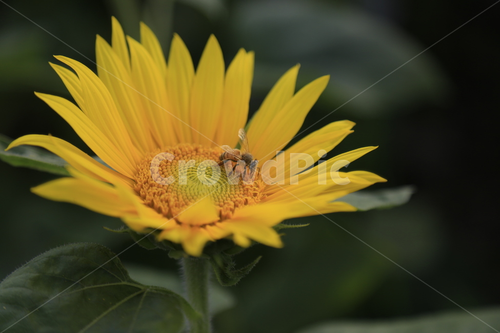 해바라기,벌,snflower,꿀벌,식물,노랑,식물,자연,plants,nature,꽃,flower,동물,animal,곤충,벌레,insect,bug