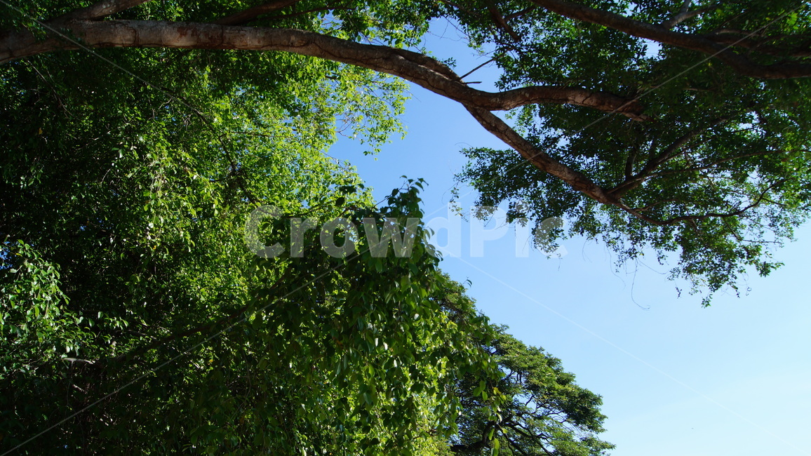 trees,tree,forest,cambodia,sky,blue,cloud,road,park,garden,landscape,green,nature,sun,sunny,sunnyday,나무,하늘,공원,숲,캄보디아,풍경,자연,잔디,해,풀