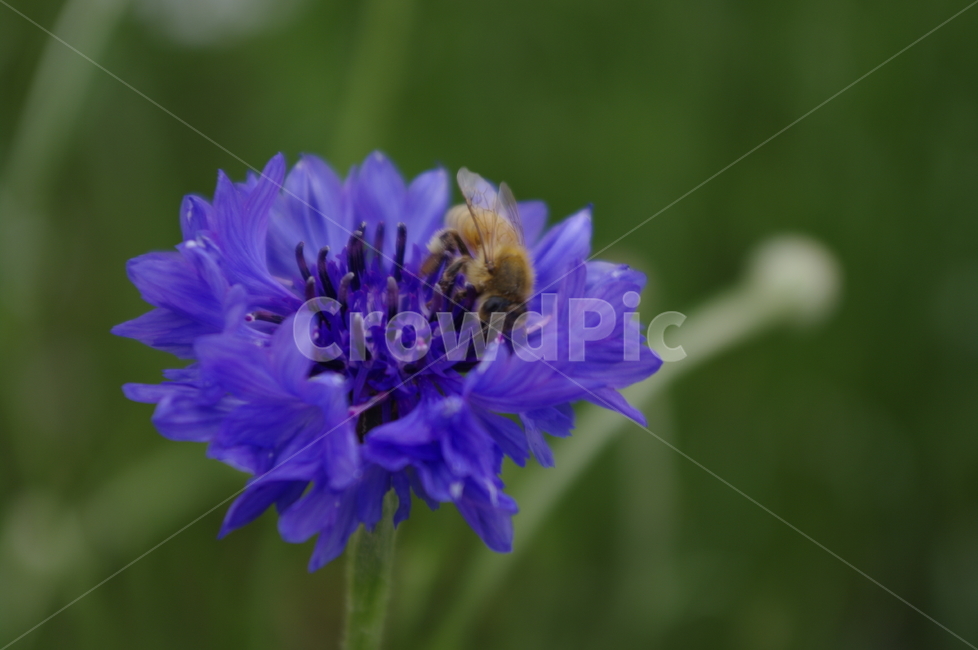 꽃,flower,식물,plant,자연,nature,벌