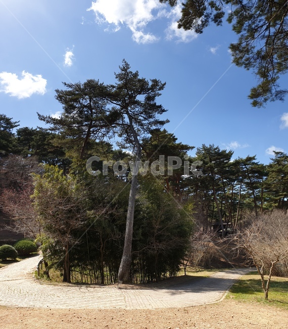 안면도,자연휴양림,소나무,숲,파노라마,풍경,자연,풍경,nature,landscape,나무,trees,wood,tree,plant,식물,dirt road,흙길,road,도로,gravel,자갈