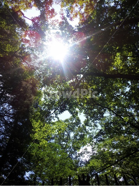 풍경,햇빛,자연,나무,light,빛,플레어