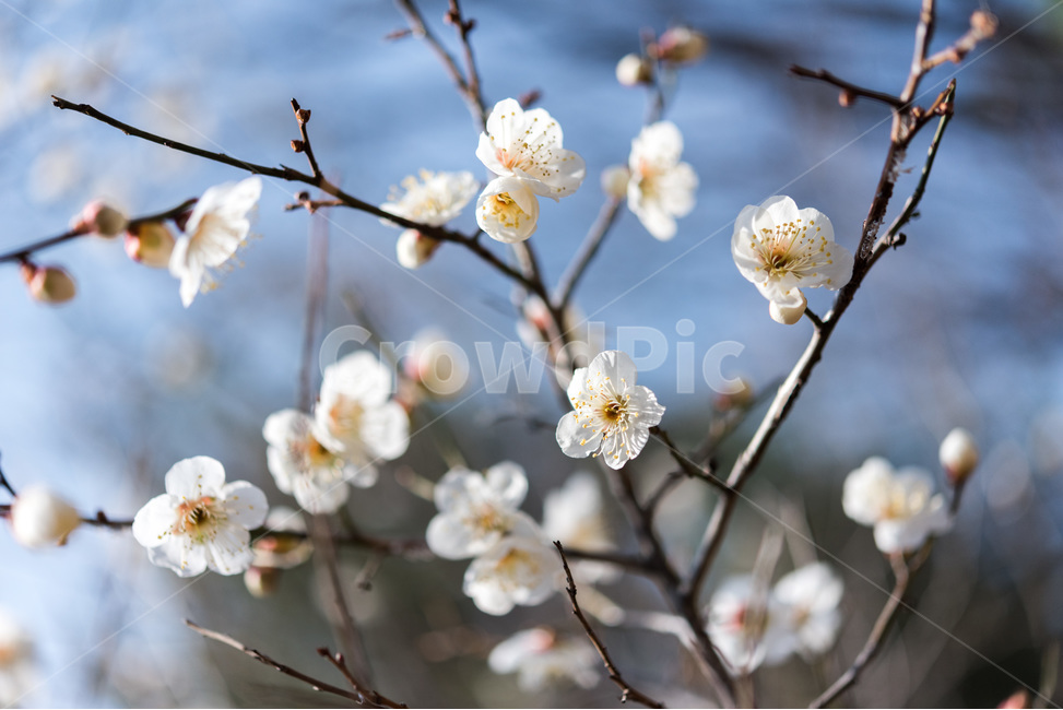 매화,흰매화,봄,봄꽃,접사,크롭,봄,계절,spring,season,식물,자연,plants,nature,꽃,flower,plant