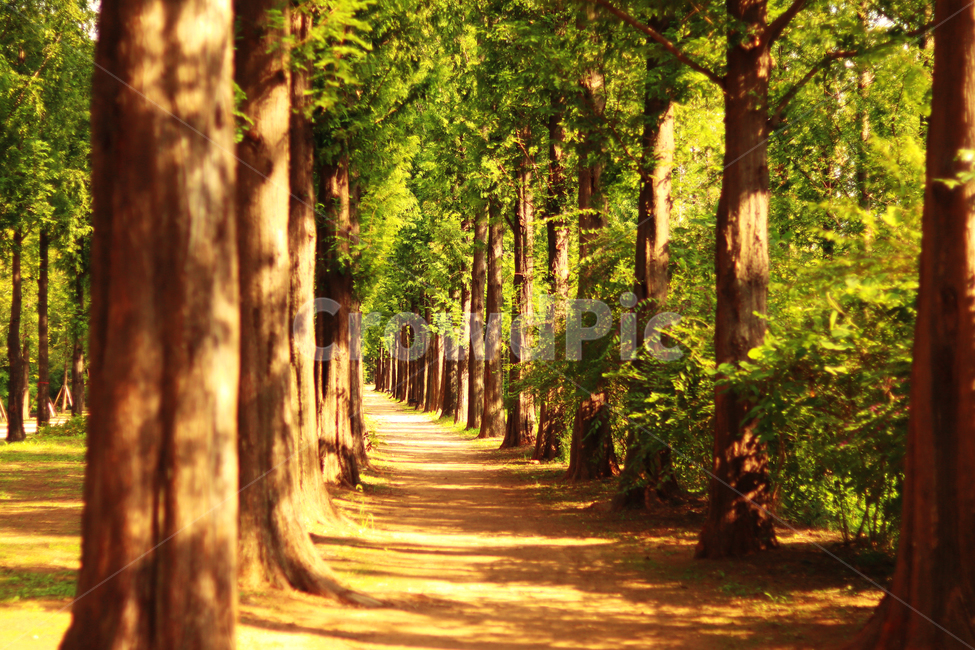 메타세콰이어,가로수,숲,따뜻함,나무,자연,풍경,nature,landscape,식물,plants,나무,trees,wood,tree,plant,tree trunk,나무 줄기