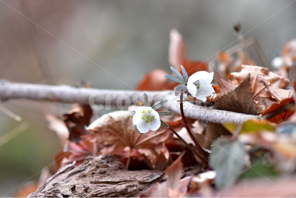 변산바람꽃,2018년,2월,야생화,꽃,생태,식물,자연,들꽃,산꽃,봄,감성,힐링,플라워,계절,시즌,wild,Flower,plants,nature,spring,season,배경,나무,목본,풀,초본,미나리아재비과,너도바람꽃속,flower,생태사진,봄꽃,거제도,봄,계절,spring,season,식물,자연,plants,nature,꽃,flower,plant