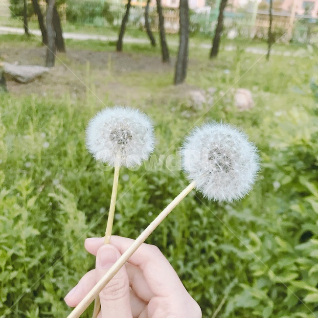 봄,민들레,꽃,spring,초록,nature,자연,flower,green
