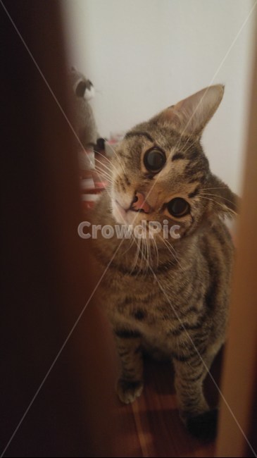 animal,동물,pet,애완동물,cat,고양이,동물,animal,포유류,mammal,고양이,cat,kitten,kitty