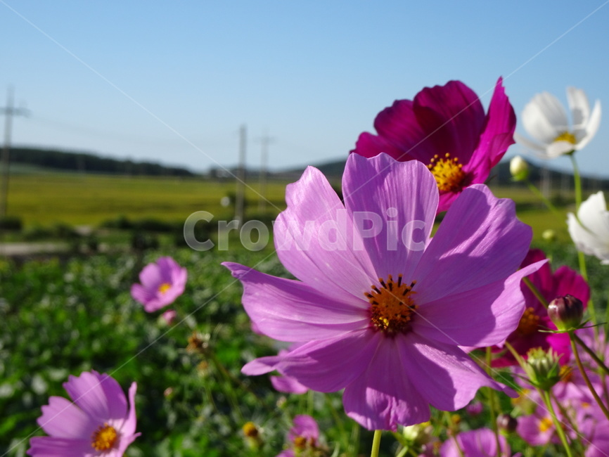 코스모스,꽃,가을,하늘,시골,자연,가을,계절,fall,autumn,season,식물,자연,plants,nature,꽃,flower,plant,geranium,제라늄,blossom