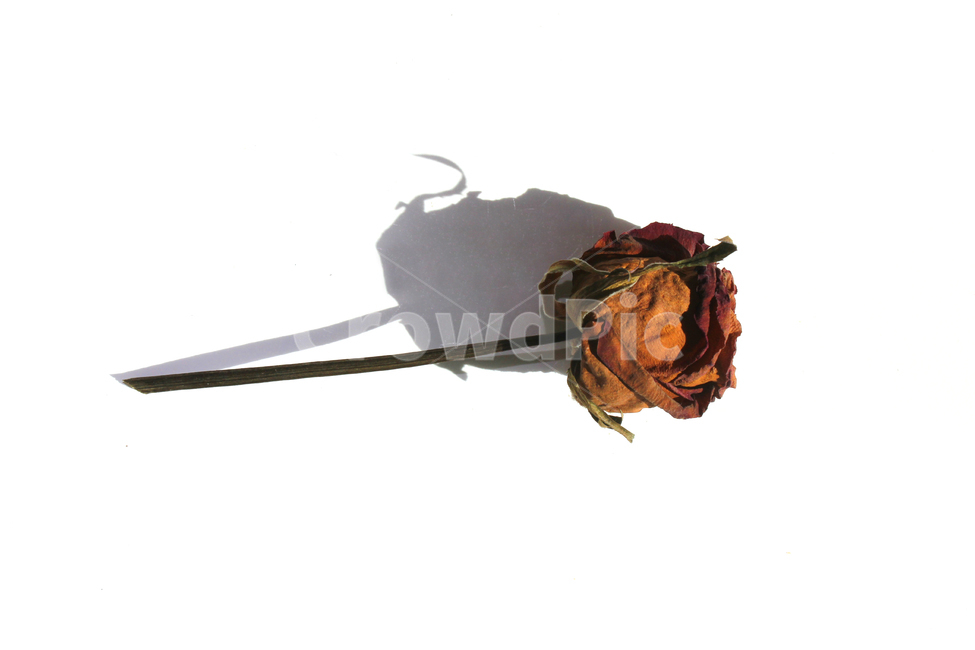 꽃,장미,로즈,장미꽃,플라워,드라이,드라이플라워,말린,말려놓은,마른,잎사귀,잎,나뭇잎,말린잎,말린장미,식물,자연,flower,dry,dried,dryflower,green,leaf,rose,dryrose,plant,nature,빨강,빨간색,레드,red,꽃,flower,누끼,remove background
