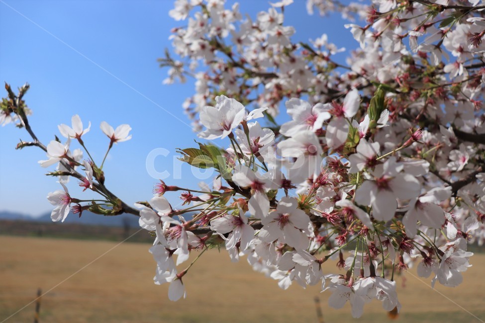 봄,벚꽃,나들이,산책,접사,꽃나무,꽃,밀양,밀양강,봄,계절,spring,season,식물,자연,plants,nature,꽃,flower,plant,blossom,cherry blossom