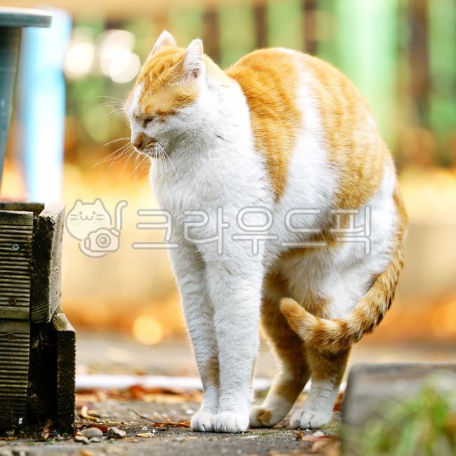 Meow,wild animals,Pets,pet cat,stray cat,mammal,cat,animal,mammalia,pet