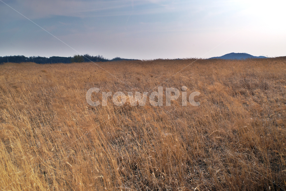 우음도,초원,갈대,시화호,화성시,간척지,자연,풍경,nature,landscape