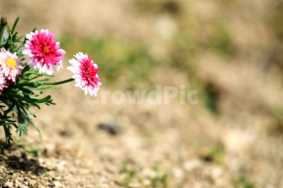 봄,꽃,식물,향기,붉은,빨간,생명,새싹,봄,계절,spring,season,식물,자연,plants,nature,꽃,flower,dahlia,달리아,plant,blossom
