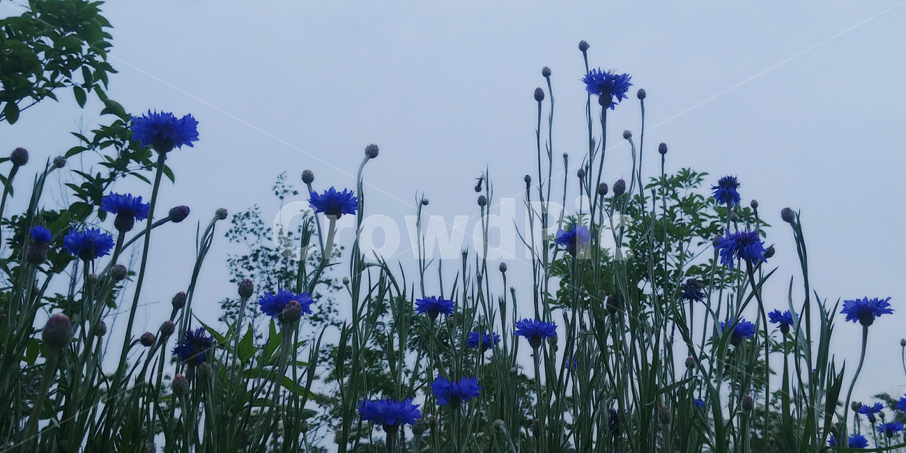 파란,blue,꽃,flower,쓸쓸한,adesolatescene,파란꽃,풍경,식물,자연,plants,nature,꽃,flower