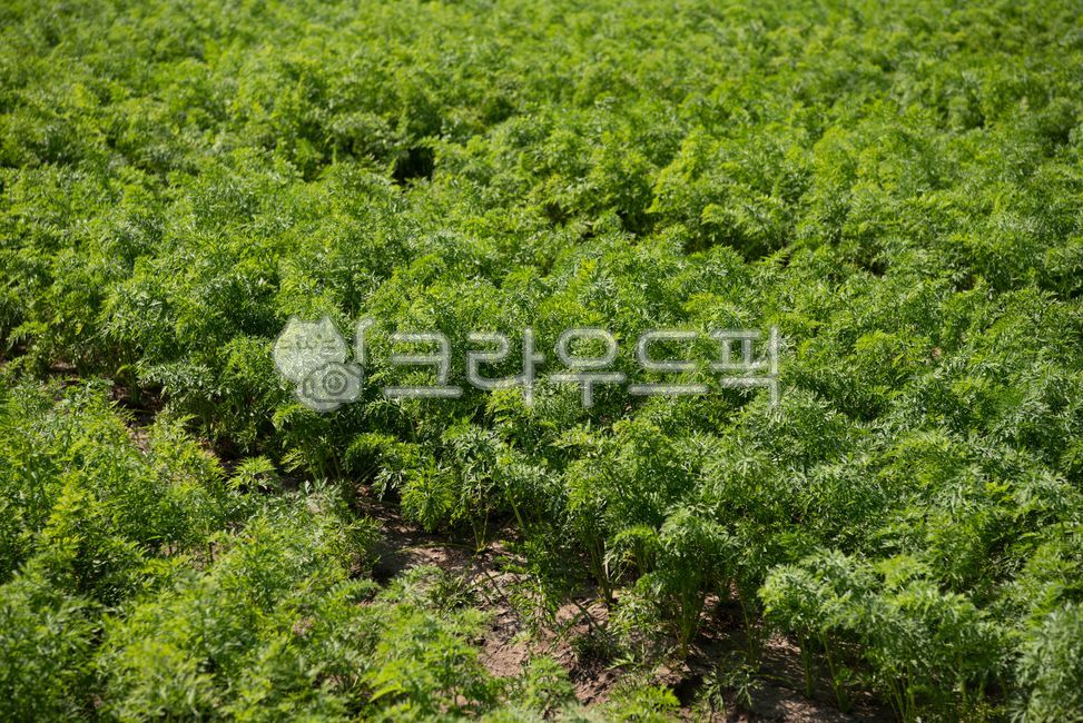 식물, 당근밭, 농사, 밭, 초록색, 사진,이미지,일러스트,캘리그라피 - 3jfi작가