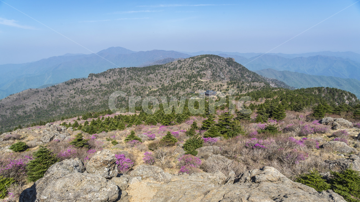 산,지리산,봄,철죽,등산,자연,한국자연경관,한국자연풍경,spring,landscape,koreanaturelandscape