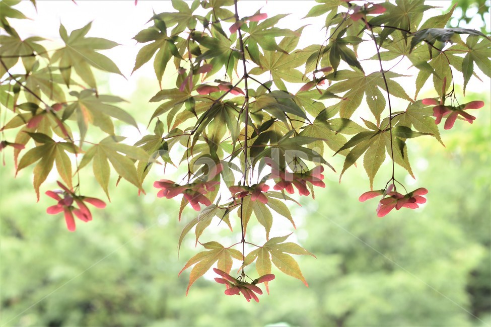 신비,잎파리,식물,역광,단풍,우아,단아,가을,계절,fall,autumn,season,식물,자연,plants,nature,leaf,잎,plant,tree,나무