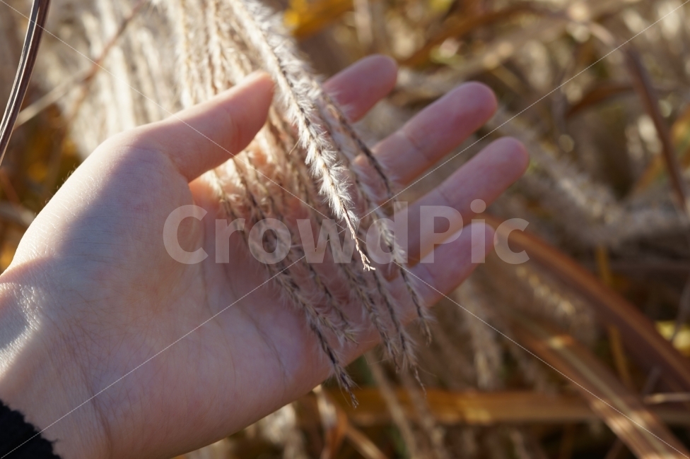 가을,억새,손,하늘공원,공원,감성,스냅,여행,일상,fall,silvergrass,hand,park,snap,daily,힐링,자연,가을,계절,fall,autumn,season,식물,자연,plants,nature,사람,인물,인간,human,person,신체일부,몸,body,finger,손가락