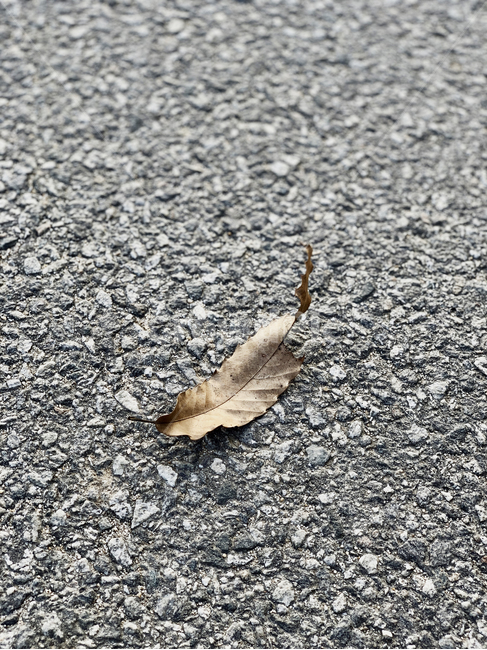 나뭇잎,겨울,건조,계절,시멘트,바닥,오브젝트,object,나무,갈색,asphalt,아스팔트,ground,leaf,잎,plant,식물