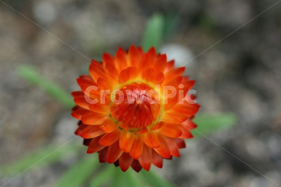 꽃,접사,아름다움,이쁨,봄,확대,nature,flower,봄,계절,spring,season,식물,자연,plants,nature,꽃,flower,plant,blossom