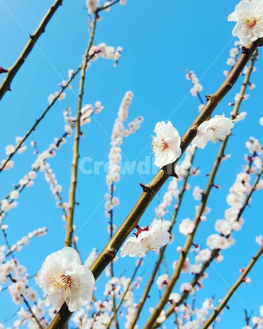 봄,봄꽃,꽃,꽃나무,파란하늘