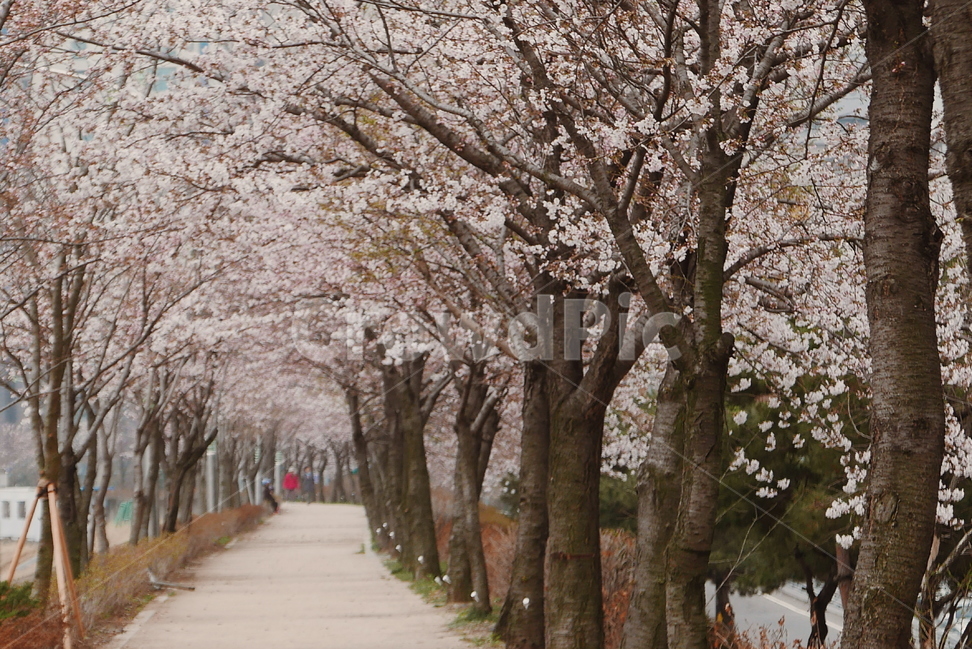 벚꽃,축제,4월,벚꽃축제,여의도,봄,계절,spring,season,자연,풍경,nature,landscape,plant,식물,blossom,꽃,flower