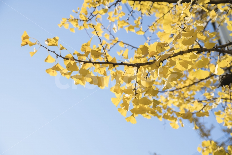 가을,풍경,나무,은행나무,단풍,가을,계절,fall,autumn,season,식물,자연,plants,nature,tree,plant,leaf,잎