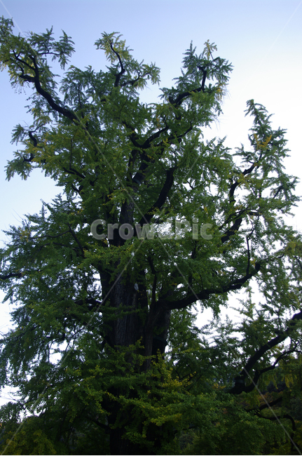 은행나무,잎,식물,plant,은행잎,식물,자연,plants,nature,나무,trees,wood