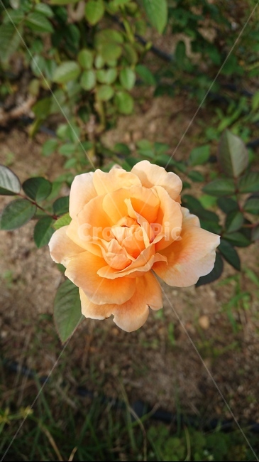 장미,rose,꽃,식물,plant,식물,자연,plants,nature,꽃,flower