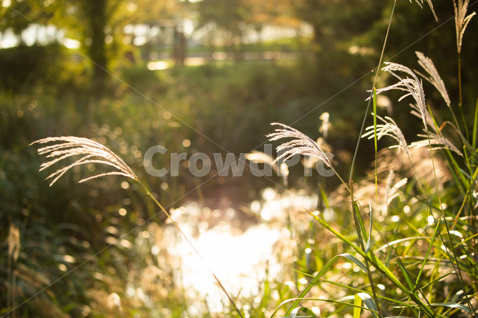 갈대,계절,가을,초록,풀,들,식물,화분,노랑,풍경,자연,풍경,nature,landscape,식물,plants,휴식,힐링,rest,relaxation,healing,grass,잔디,plant,lawn,reed