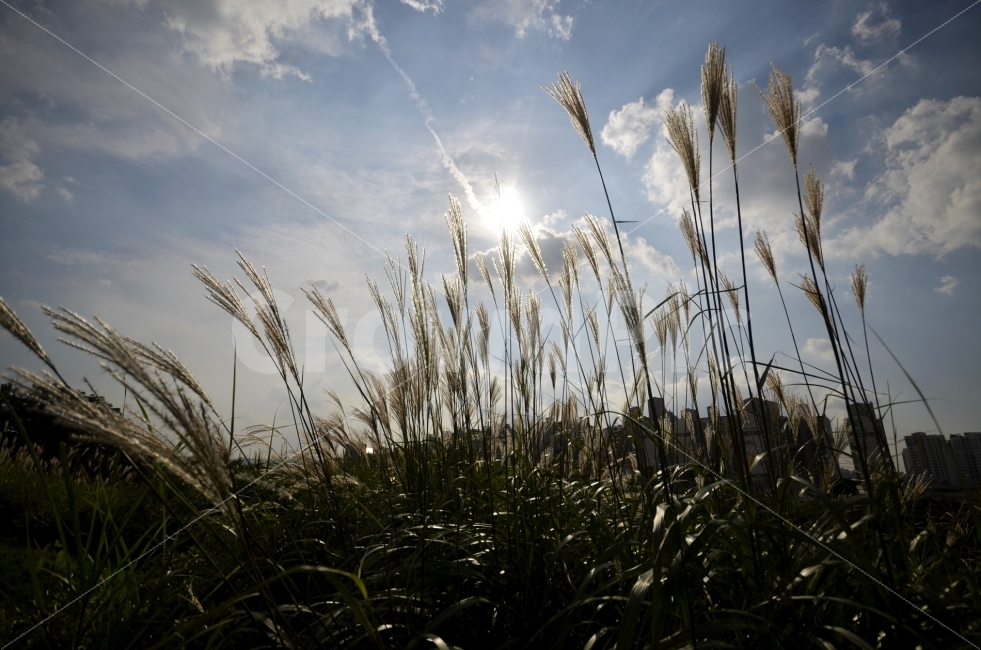 가을하늘,갈대,억새풀,자연,여행,자연,풍경,nature,landscape,가을,계절,fall,autumn,season,grass,잔디,plant,식물,lawn