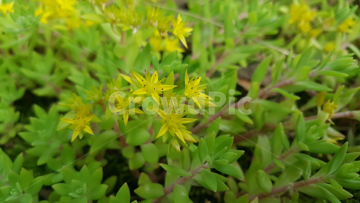 노란꽃,돌나물꽃,돌나물,flower,yellow