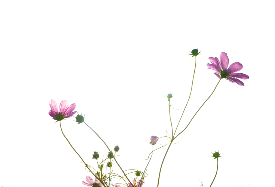 코스모스,꽃,식물,가을,자연,가을,계절,fall,autumn,season,식물,자연,plants,nature,꽃,flower,jar,항아리,vase,병 장식,ornament,장식,flower arrangement,꽃꽂이,ikebana,이케 바나,blossom,pottery,도기류,art,미술,plant