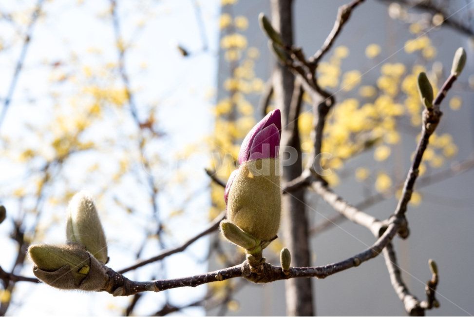 봄,봄꽃,홍목련,목련,꽃,봄나들이,시작,봄,계절,spring,season,식물,자연,plants,nature,blossom,bud,싹,flower,plant,sprout,새싹