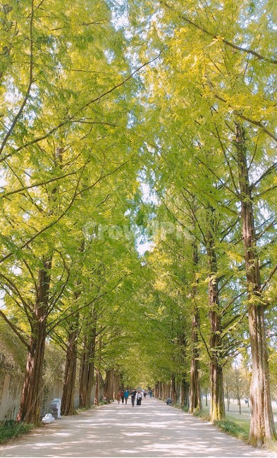 나무,산책,산책로,메타세콰이어,메타세콰이어길,담양,힐링,자연,풍경