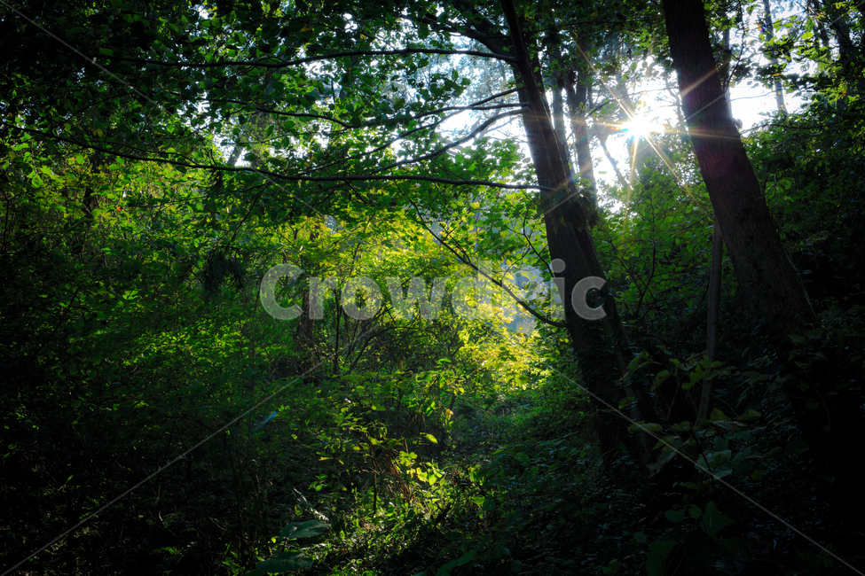 숲,여름,빛,햇살,여름숲,빛갈림,자연,풍경,nature,landscape,식물,plants,나무,trees,wood,light,flare,플레어