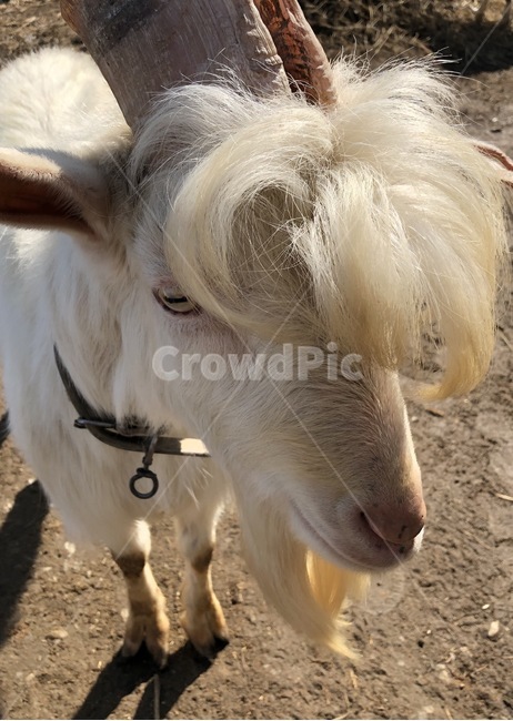 동물,염소,헤어,머리,스타일,동물,animal,포유류,mammal