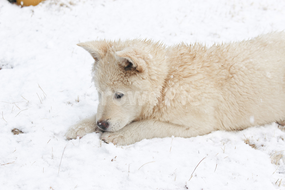 겨울,진돗개,눈,차가운,계절,추운,winter,snow,dog,puppy,강아지,겨울,계절,winter,season,동물,animal,포유류,mammal,개,강아지,dog,doggy