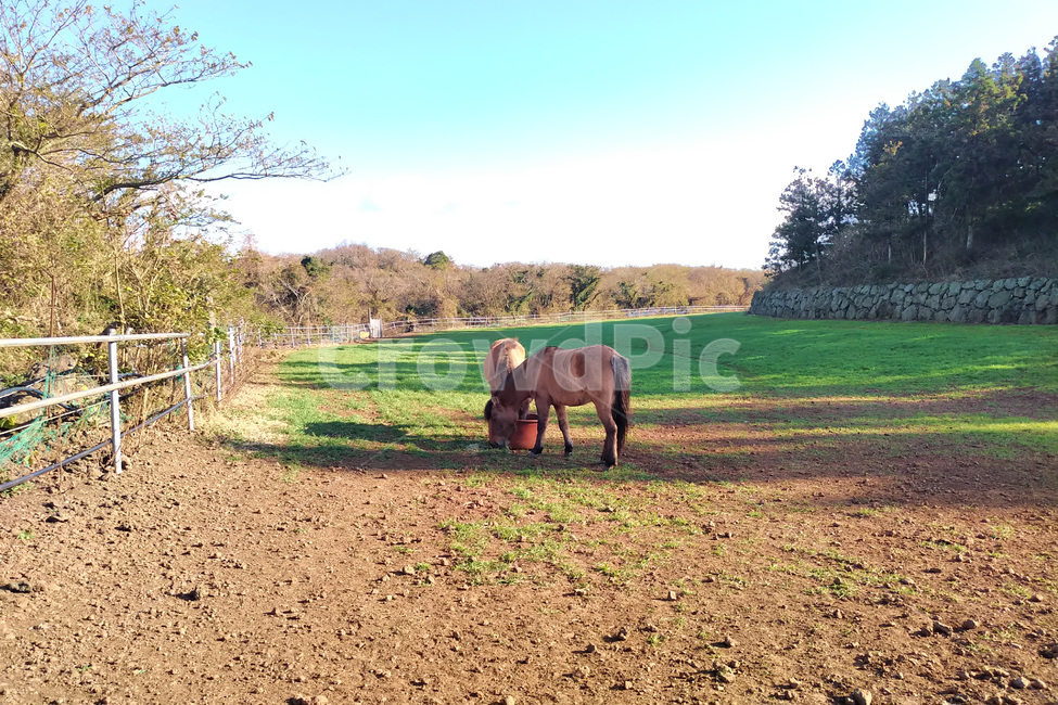 자연,nature,말,horse,동물,animal,field,들,farm,농장,동물,animal,목축업,목장,livestock farming,ranching,pasture
