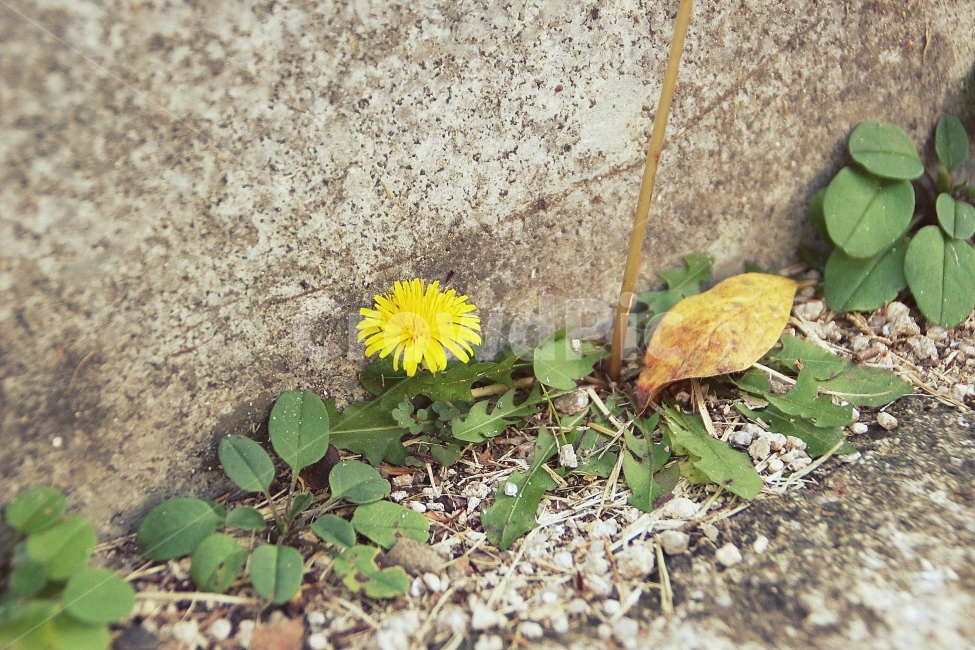 민들레,자연,풍경,배경화면,스냅사진,감성사진,외로움,고독,생명력,노란색,초록생,싱그러움,상큼함,따뜻함,dandelion,nature,background,snapshot,leaves,autumn,park,산책,여유,walk,photograph,hobby,취미활동,식물,자연,plants,nature,꽃,flower