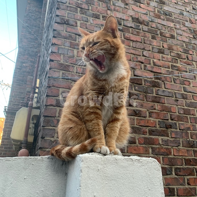 고양이,길고양이,cat,kitten,동물,animal