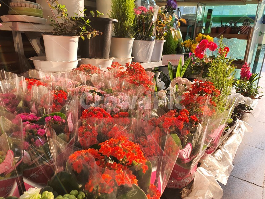 plant,blossom,식물,flower,꽃,꽃부케,flowerbouquet,flowerarrangement,꽃꽂이