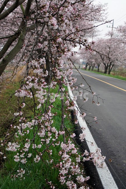 꽃,벚꽃,벚나무,나무,자연,식물,자연풍경,봄,spring,nature,trees,감성,분홍색,pink,길,풀,sky,하늘,봄,계절,spring,season,식물,자연,plants,nature,꽃,flower,blossom,cherry blossom,plant