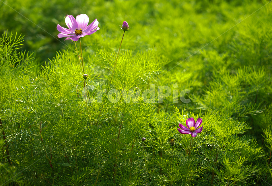 코스모스,꽃밭,자연,꽃,순정,애정,조화,가을,계절,fall,autumn,season,식물,자연,plants,nature,꽃,flower,plant,blossom,geranium,제라늄