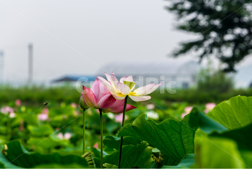 연꽃,연잎,자연,습지,생태,식물,자연,plants,nature,꽃,flower
