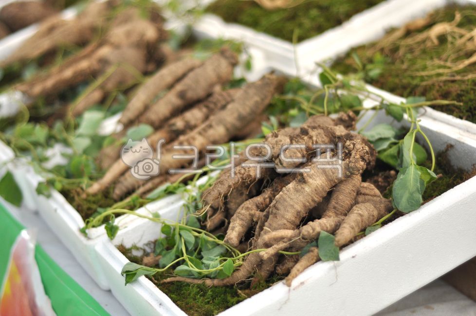 herbs, 허브, leaf, 잎, 산삼, 사진,이미지,일러스트,캘리그라피 - yogi작가