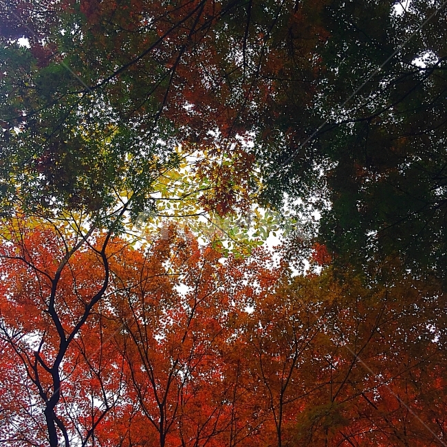 단풍,남산,하늘,가을,가을하늘,울긋불긋,빛,나무,가을단풍,서울단풍,가을,계절,fall,autumn,season,자연,풍경,nature,landscape,plant,식물,leaf,잎,tree