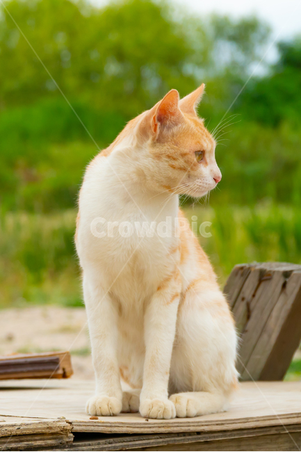 stains,beauty,yellow,wild animals,cute,life,kitty,attractiveness,kitten,stray cat,cat,streetcat,pet,wildcat,lovely,nature,gato,neko,wildanimal,Pets,animal,wild,mammalia